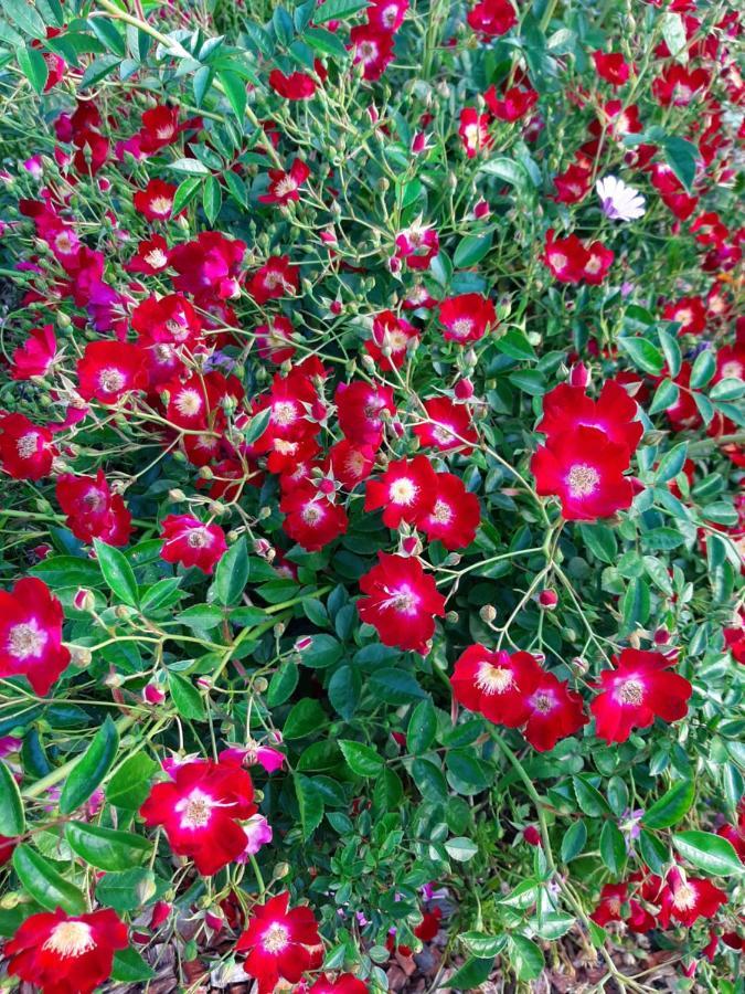 Country Rose Motel Warwick Dış mekan fotoğraf