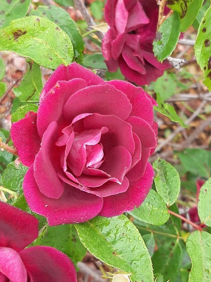 Country Rose Motel Warwick Dış mekan fotoğraf